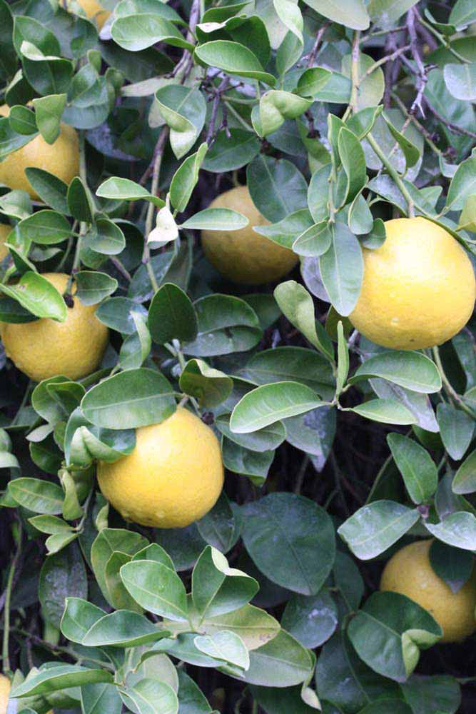            Fruit (Riverside, CA)   